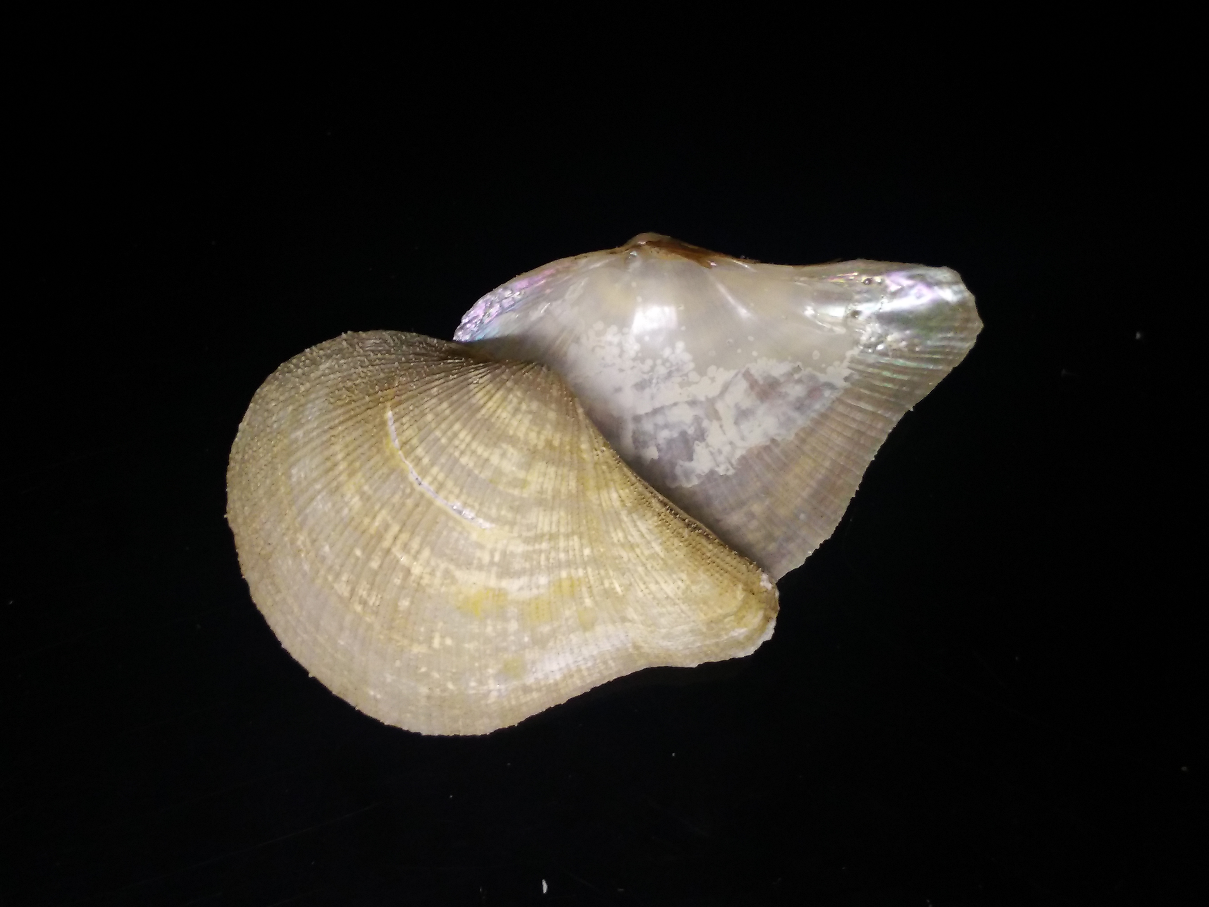 玉蛤肿胀的简单介绍