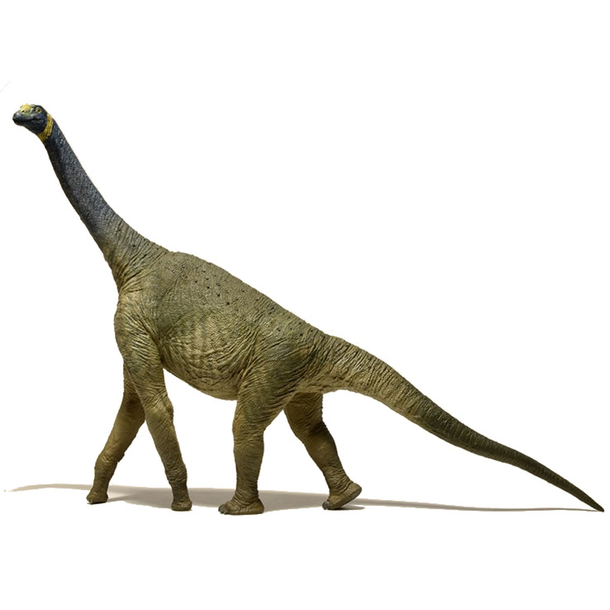 亚特拉斯龙是动物界蜥脚型亚目蜥臀目动物