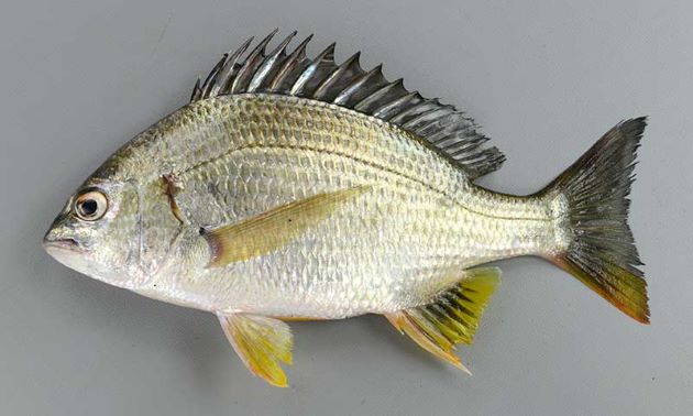  p>黄鳍棘鲷(学名: i>acanthopagrus latus /i>)是鲷科,棘鲷属的一种