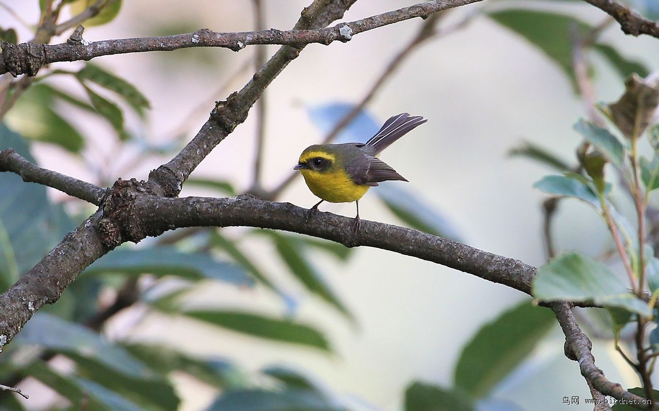  p>亦称扇尾翔食雀(fan-tailed flycatcher).