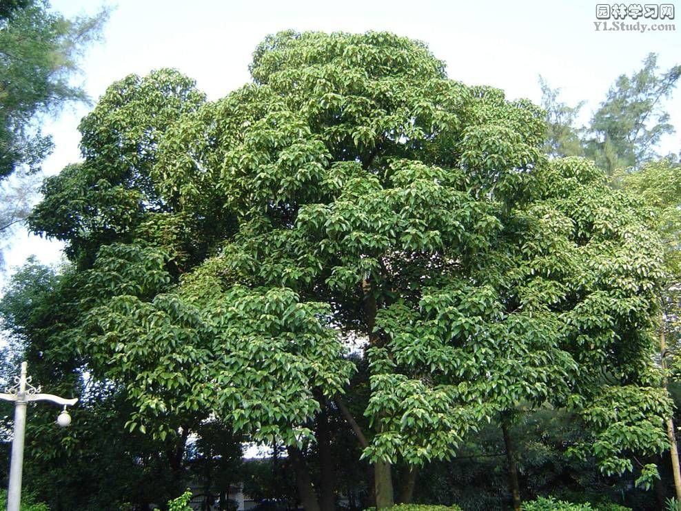  p> b>石栗 /b>,(拉丁学名:aleurites moluccana (l.