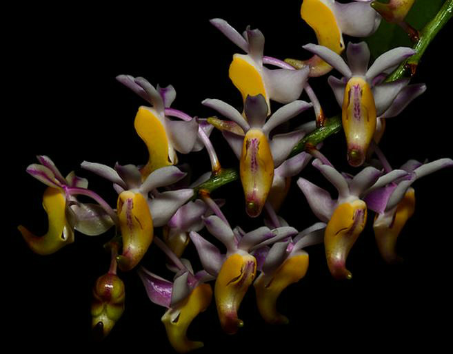  p>香花指甲兰(学名: i>aerides odorata /i> lour.):茎粗壮.