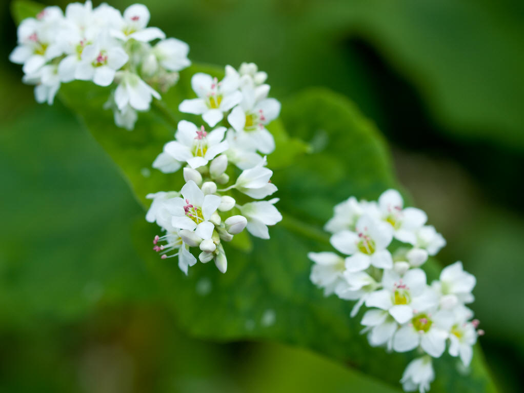  p>荞麦属(拉丁名:fagopyrum mill),一年生或多年生 a href="#">草本 