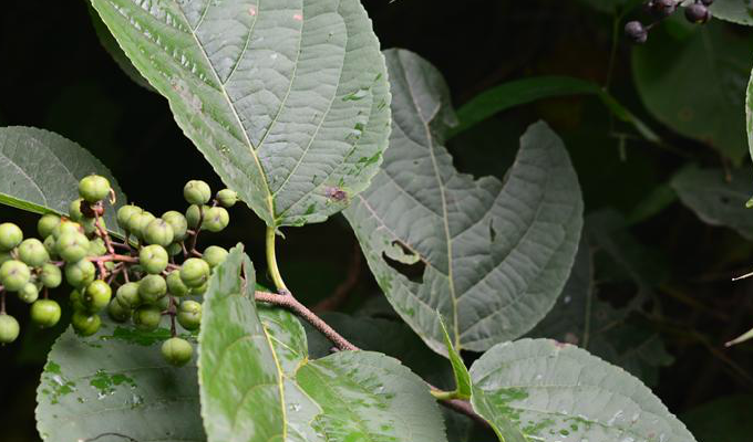 celastrus angulatus maxim.