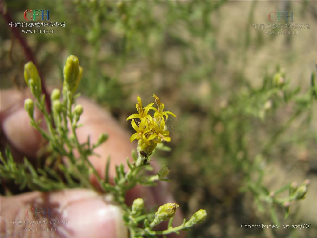  p>麻菀属(学名:linosyris cass.