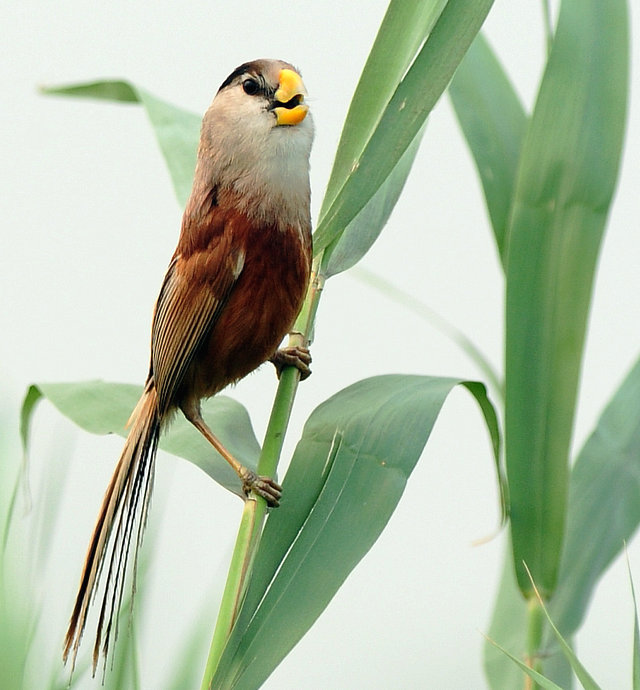  p>震旦鸦雀(学名: i>paradoxornis heudei /i>):体长20厘米,体重18