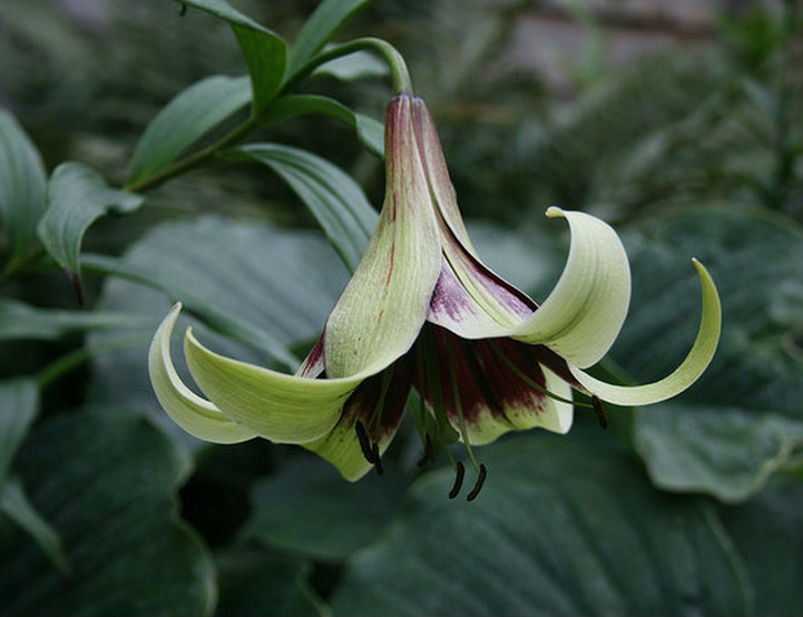  p>紫斑百合(学名: i>lilium nepalense /i>  d.