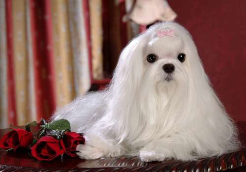 maltese dog