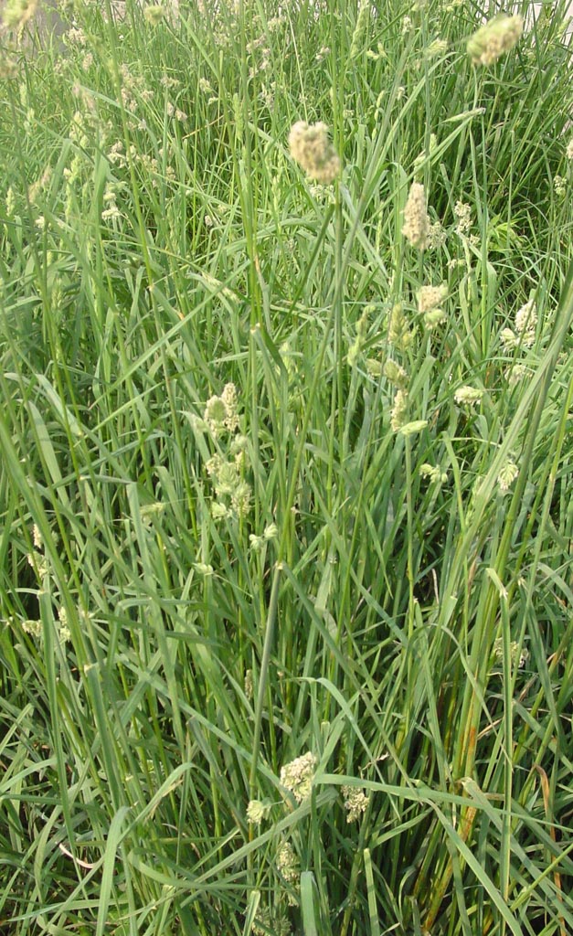  p>鸭茅(学名: i>dactylis glomerata /i> l.