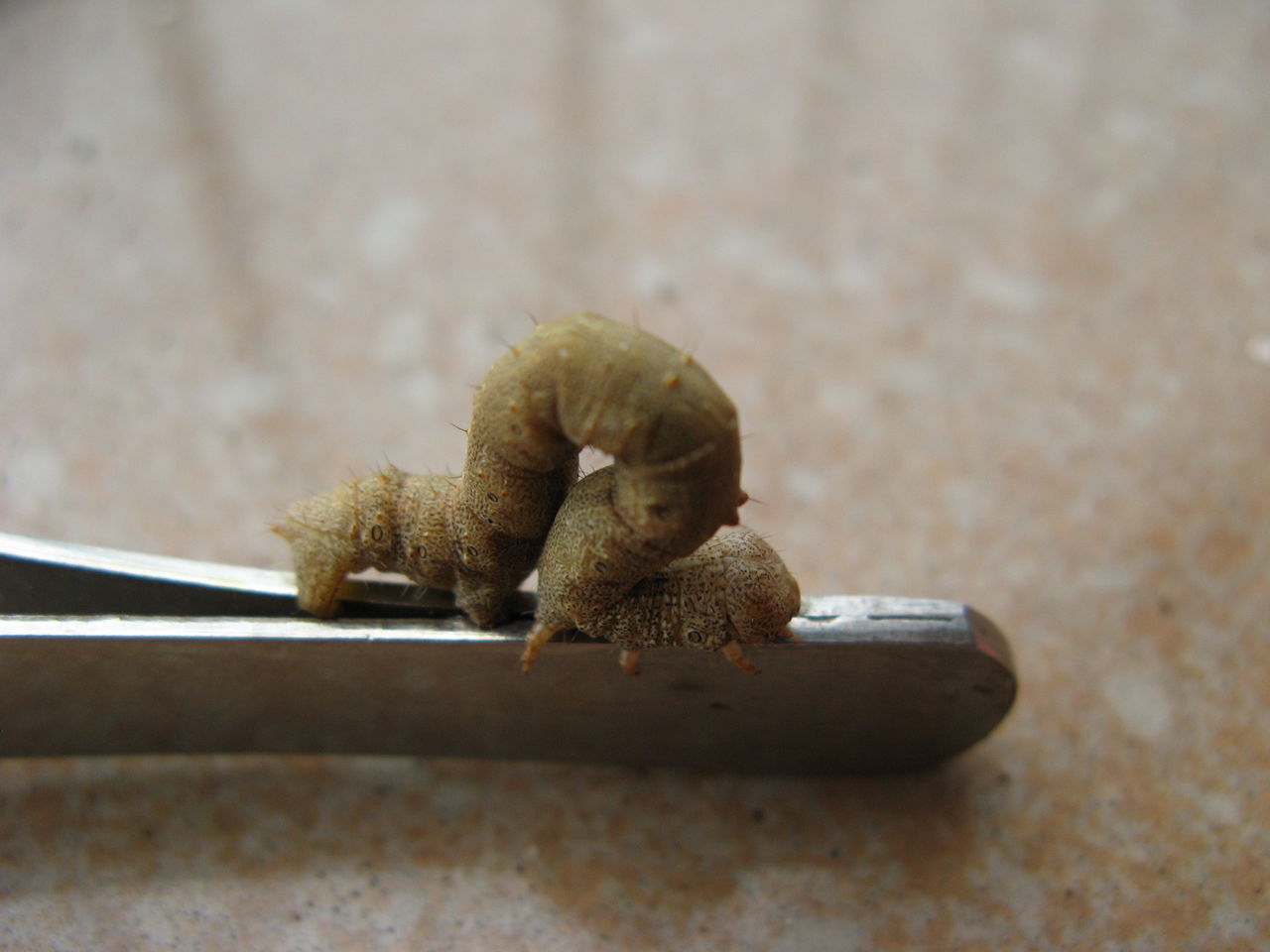  p>尺蠖(chǐ huò), a href="#" data-lemmaid="4339231">尺蛾 /a>的