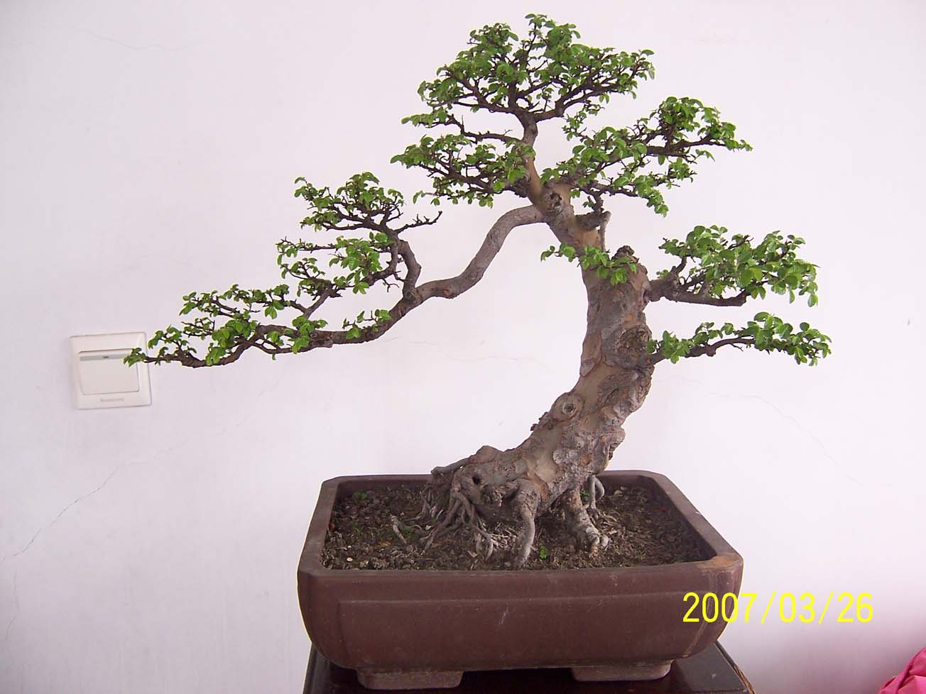 榆树盆景造型(榆树盆景造型视频)