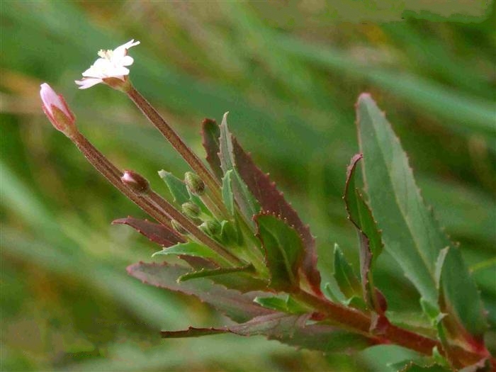  p> a href="#" data-lemmaid="7018313">假柳叶菜 /a>(学名:ludwigia