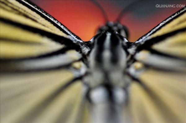  p>蛱蝶科,nymphalidae(rafinesque, 1815), a href="#" data-lemmaid