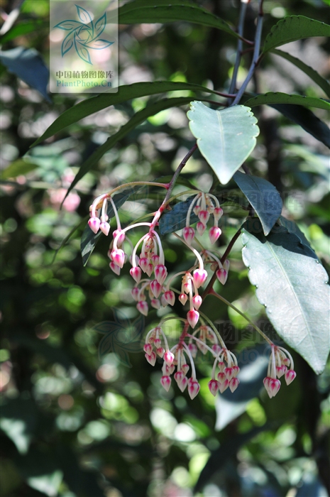  p>大罗伞树,ardisia hanceana mez,生长在海拔430-1500米的山谷,山坡