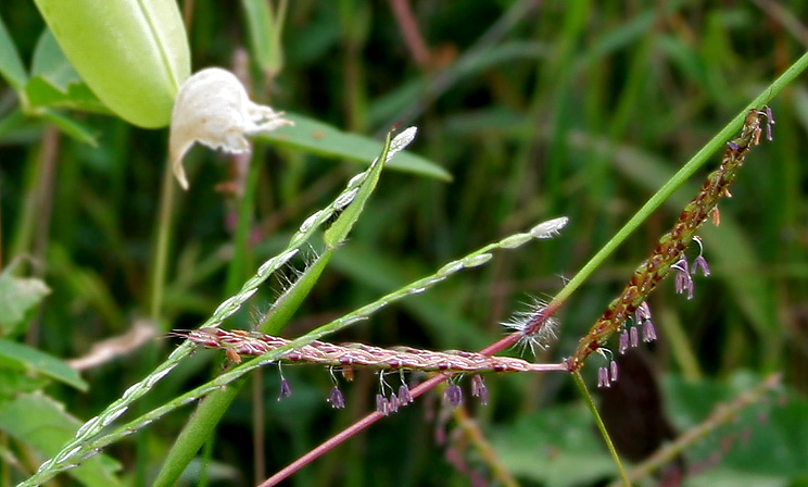  p>粗毛鸭嘴草(学名: i>ischaemum barbatum /i> retz.