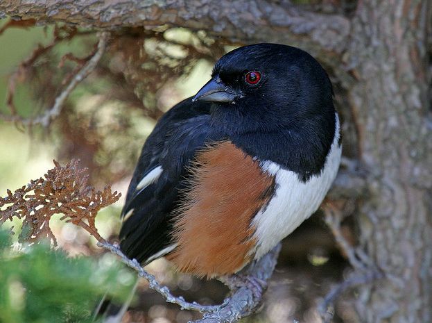 pipilo erythrophthalmus