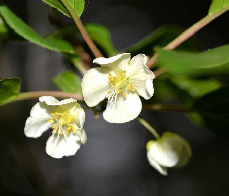 actinidia tetramera maxim.