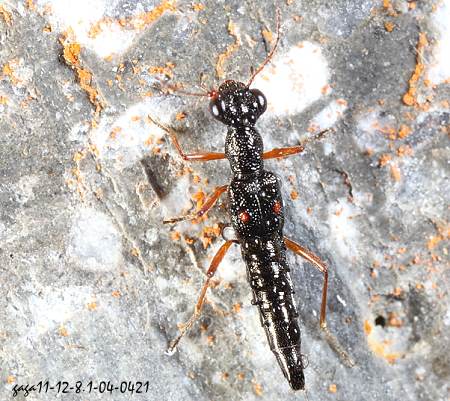 斑足突眼隐翅虫