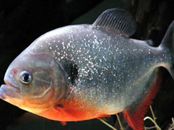  p>红腹锯鲑脂鲤(学名: i>pygocentrus nattereri /i>):体长20-30厘米