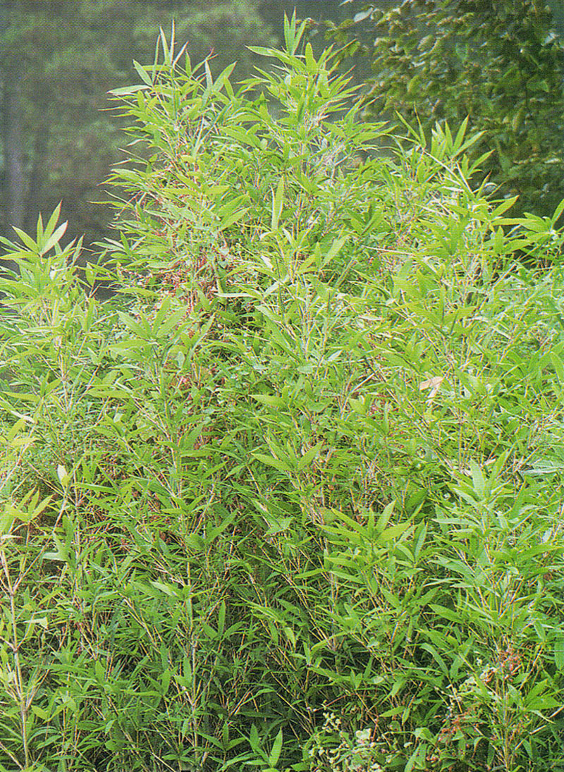  p>高舌苦竹( a target="_blank" href="/item/学名/8074290" data