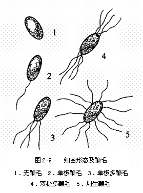 href="#" data-lemmaid="7279164">内生孢子 /a>囊地结构