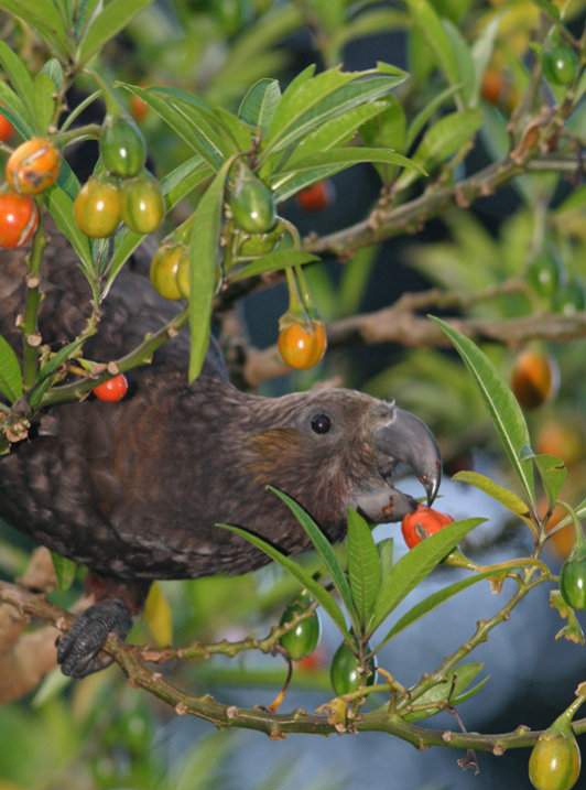 是典型的 a href="#" data-lemmaid="2021723">攀禽 /a>,鸟喙强劲有力