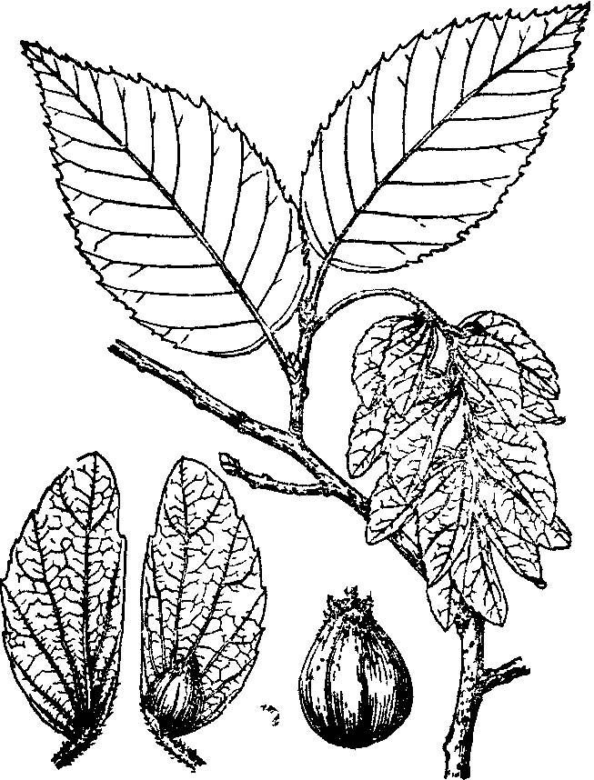  p>云贵鹅耳枥(carpinus pubescens burk.
