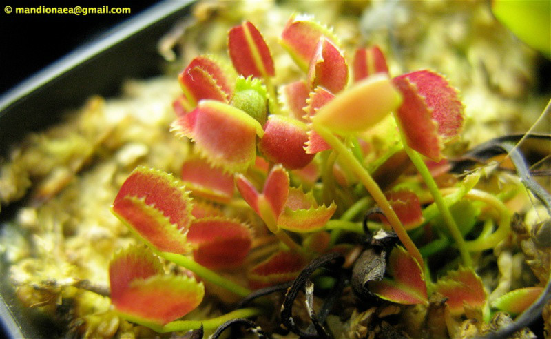 旋律鲨鱼捕蝇草