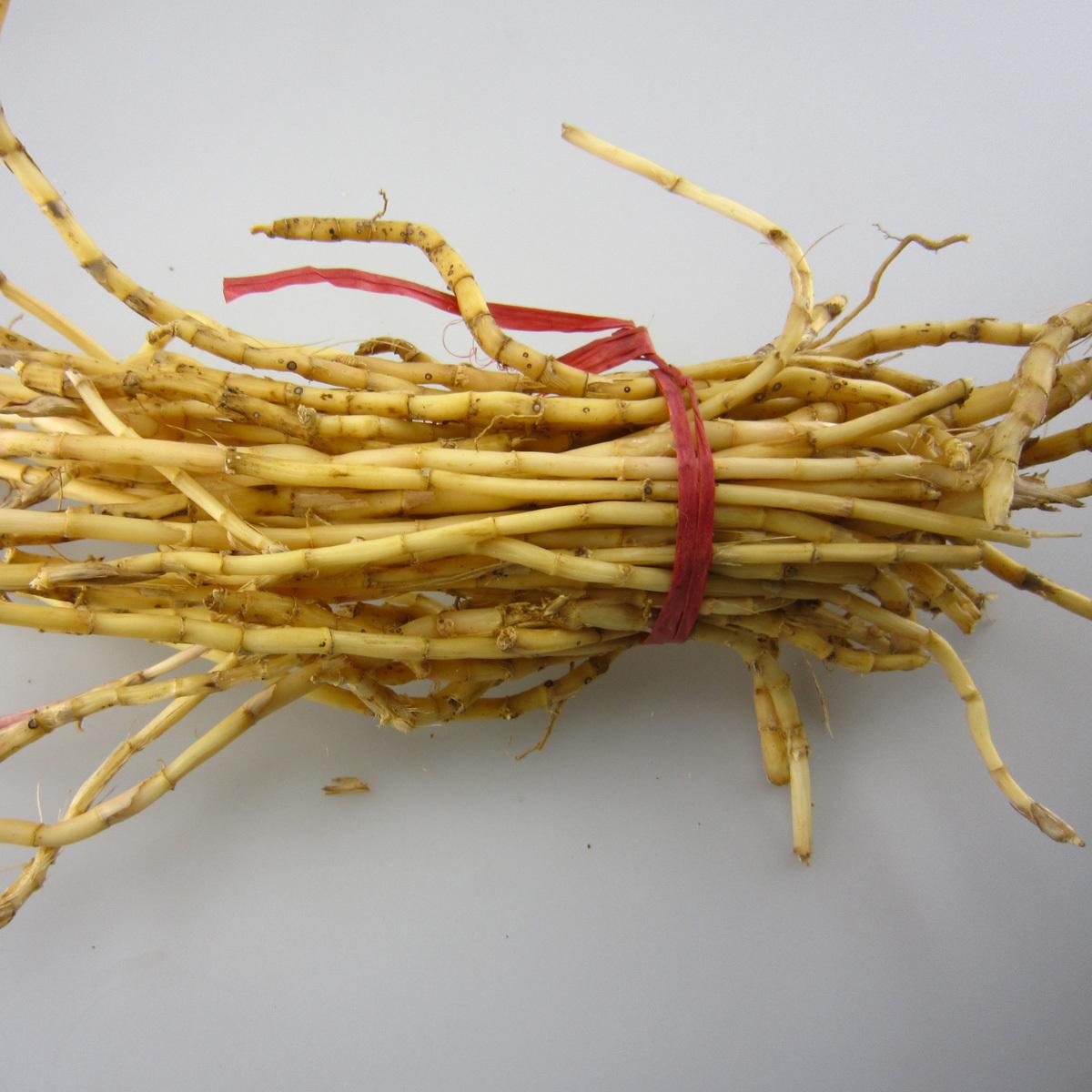 白茅草根