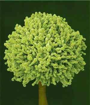  p>黄曲霉, a href="#" data-lemmaid="192087">半知菌类 /a>,一种