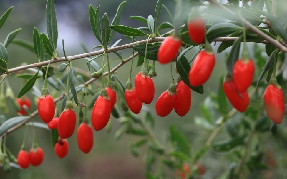 id="5201871">落叶乔木 /a>,而枸杞属于茄科枸杞属的多分支灌木植物