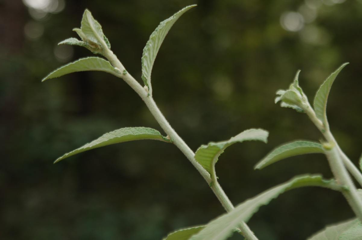 是 a href="#">菊科 /a>艾纳香属多年生草本或亚灌木植物.