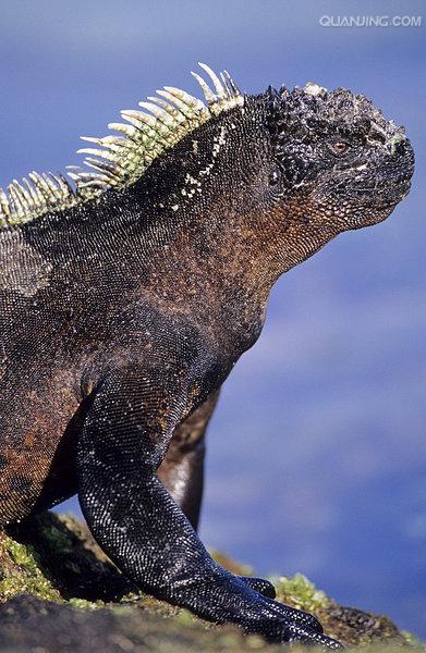  p>海鬣蜥(学名: i>amblyrhynchus cristatus /i>):是仅出没在 a href