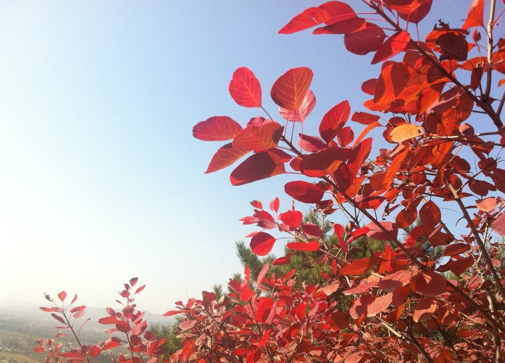  p>红叶秋海棠(学名: i>begonia rhodophylla /i> c. y.