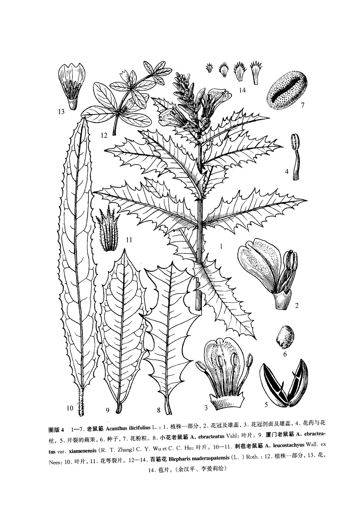 分布于热带非洲,亚洲的印度,斯里兰卡和越南. /p>