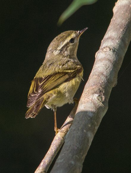  p>暗绿柳莺(学名: i>phylloscopus trochiloides /i>):小型鸟类,体长