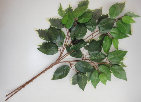 榕树叶（蔷薇目桑科植物）_百度百科