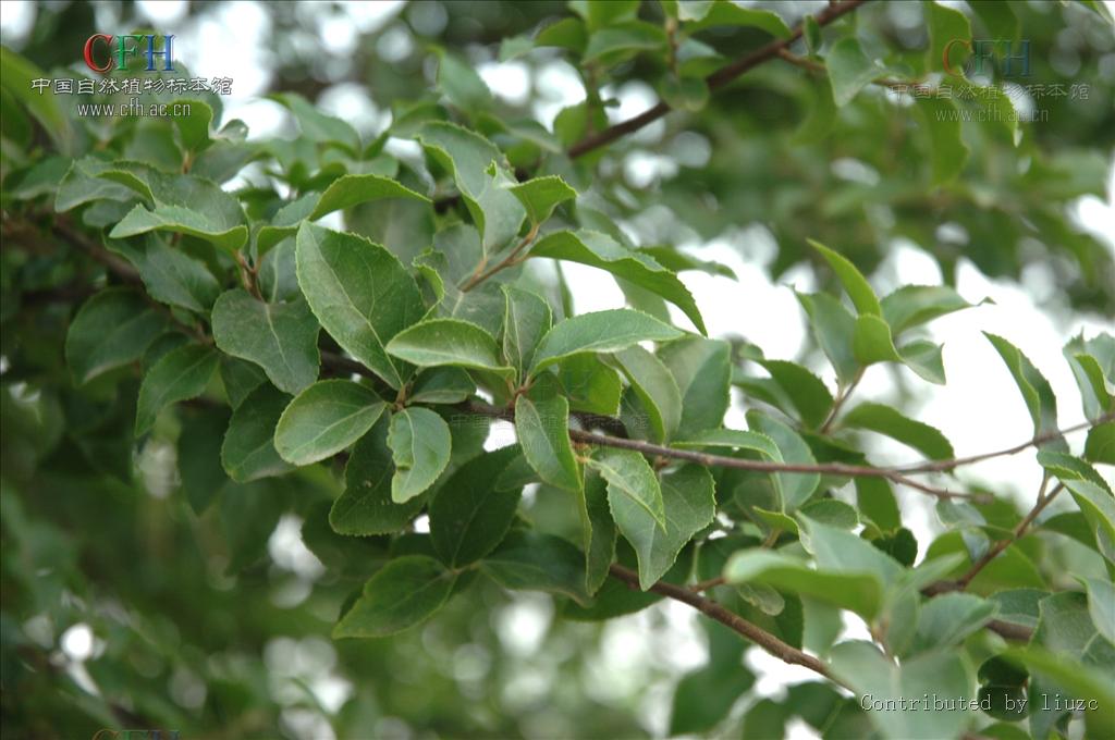  p data-id="tzcgqci4qd5y">柞木,大风子科柞木属常绿大灌木或小乔木