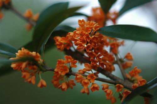  p>月月红(学名: i>osmanthus fragrangs /i> 'chenghuang