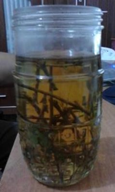  p>山蜜草又别名仙密草,长寿草,哈密草,花蜜茶,甜凉草,冰糖草,根散多