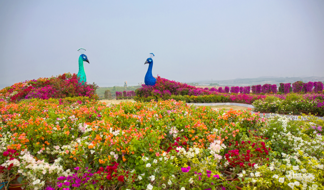日照花仙子风景区