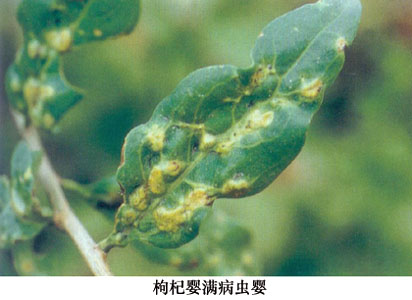  p>昆虫名,属半翅目,木虱科.