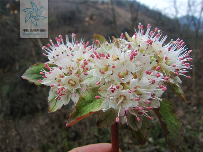  p>大叶金腰,虎耳草科金腰属植物. /p>