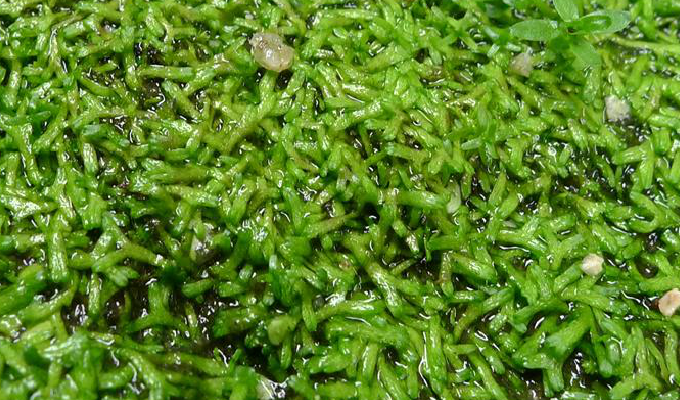 fluitans)又称纤细钱藓,漂浮在浅池,带状,绿色,有分枝,宽约0.