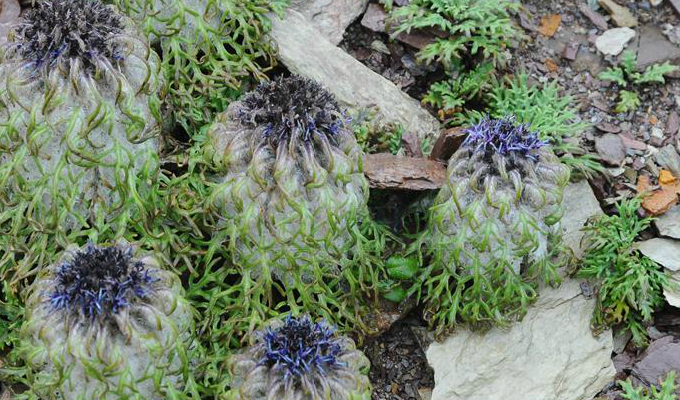  p>羽裂雪兔子,是 a href="#" data-lemmaid="6759983">菊目 /a>, a