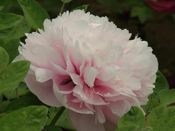 paeonia suffruticosa zhao pink