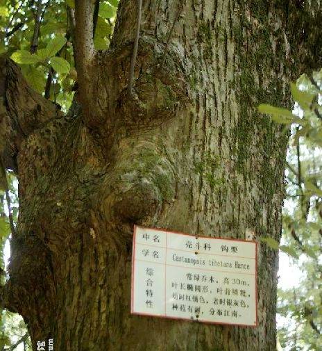 钩栲TS-2_百度百科