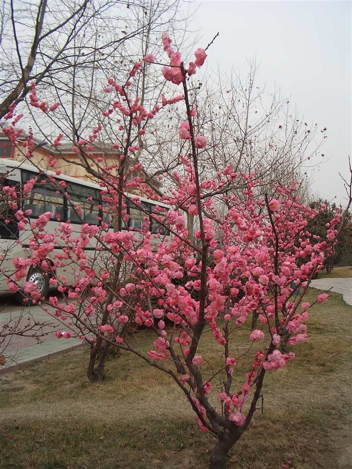  p>杏梅,杏与梅分别为 a href="#" data-lemmaid="1121901">蔷薇科 /a