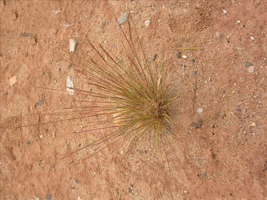  p>紫花针茅(学名: i>stipa purpurea /i> griseb.
