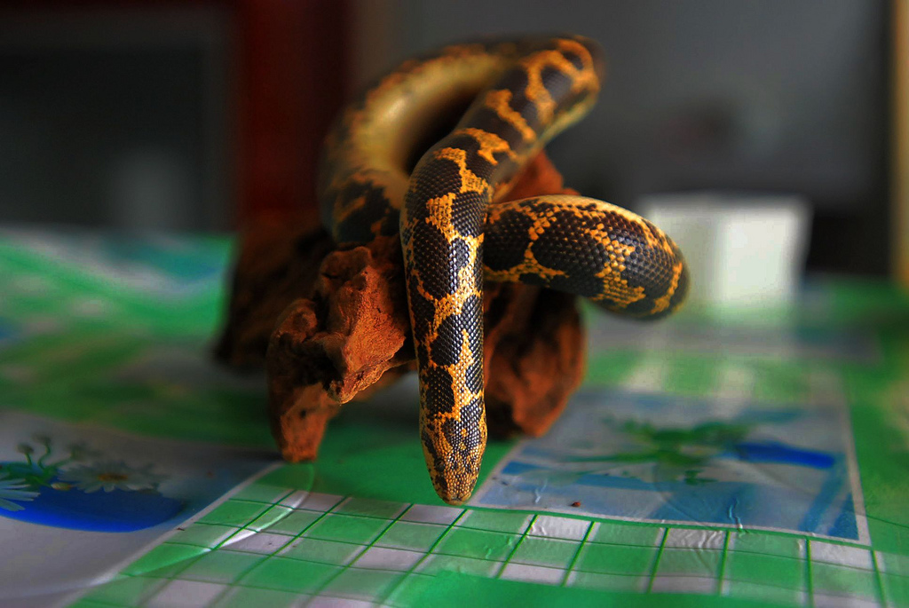  p>沙蟒是比较原始的小型到中等大小的无毒蛇类,卵胎生,本属已知11种